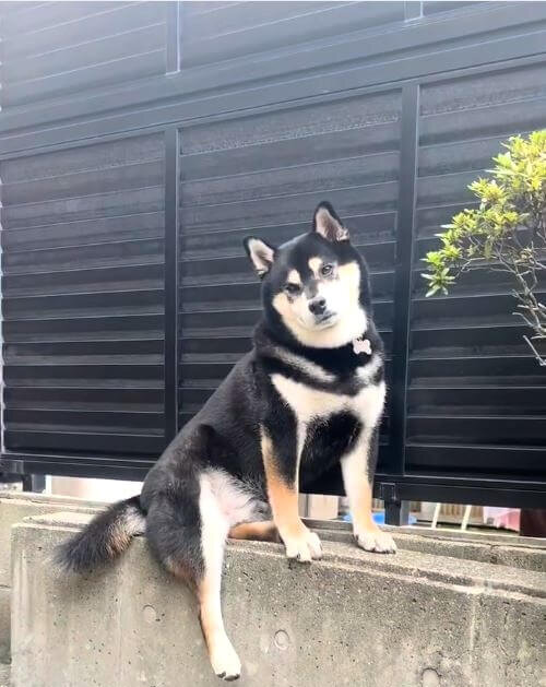 柴犬,動画