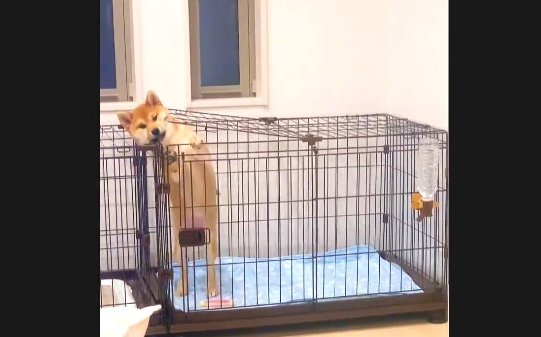 柴犬,動画