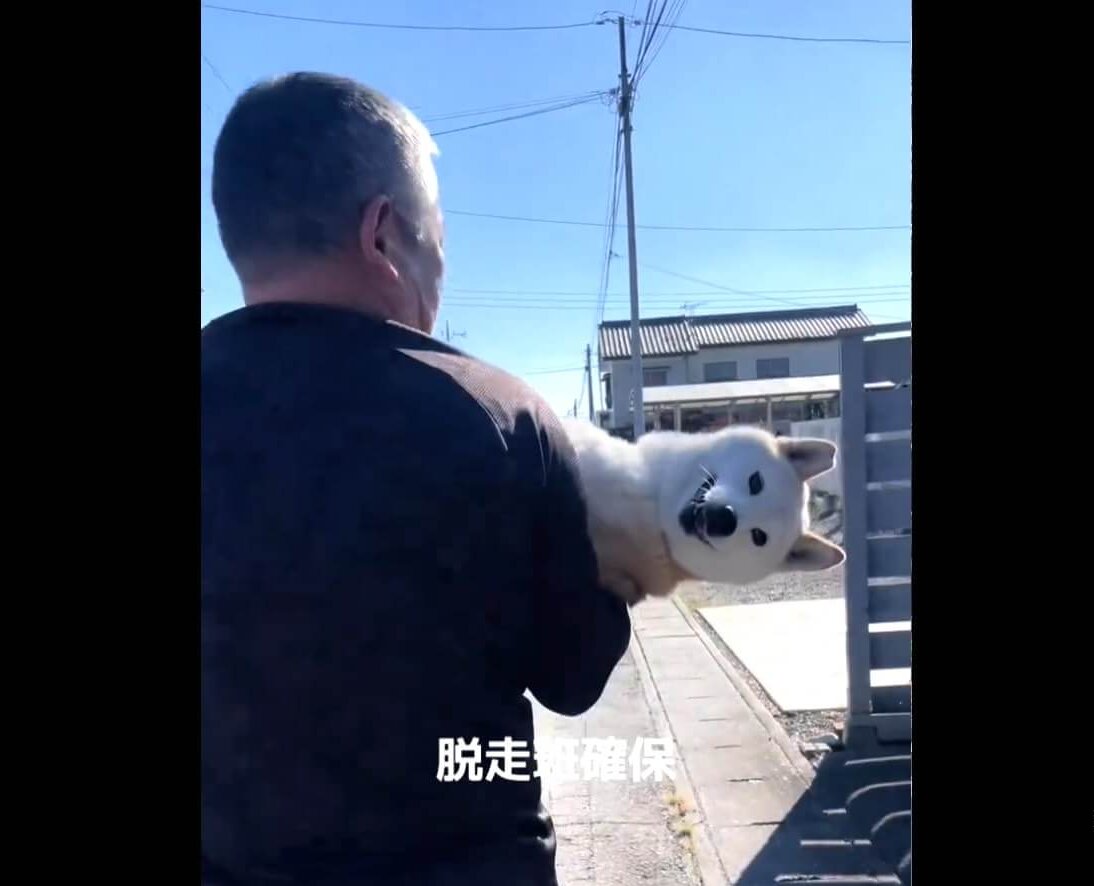 柴犬,動画