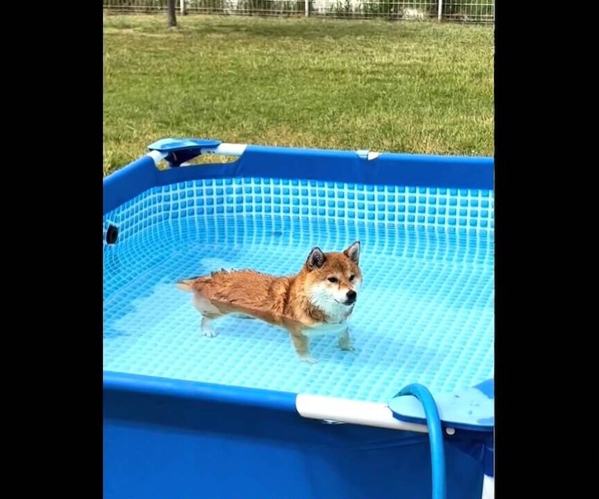 柴犬,動画