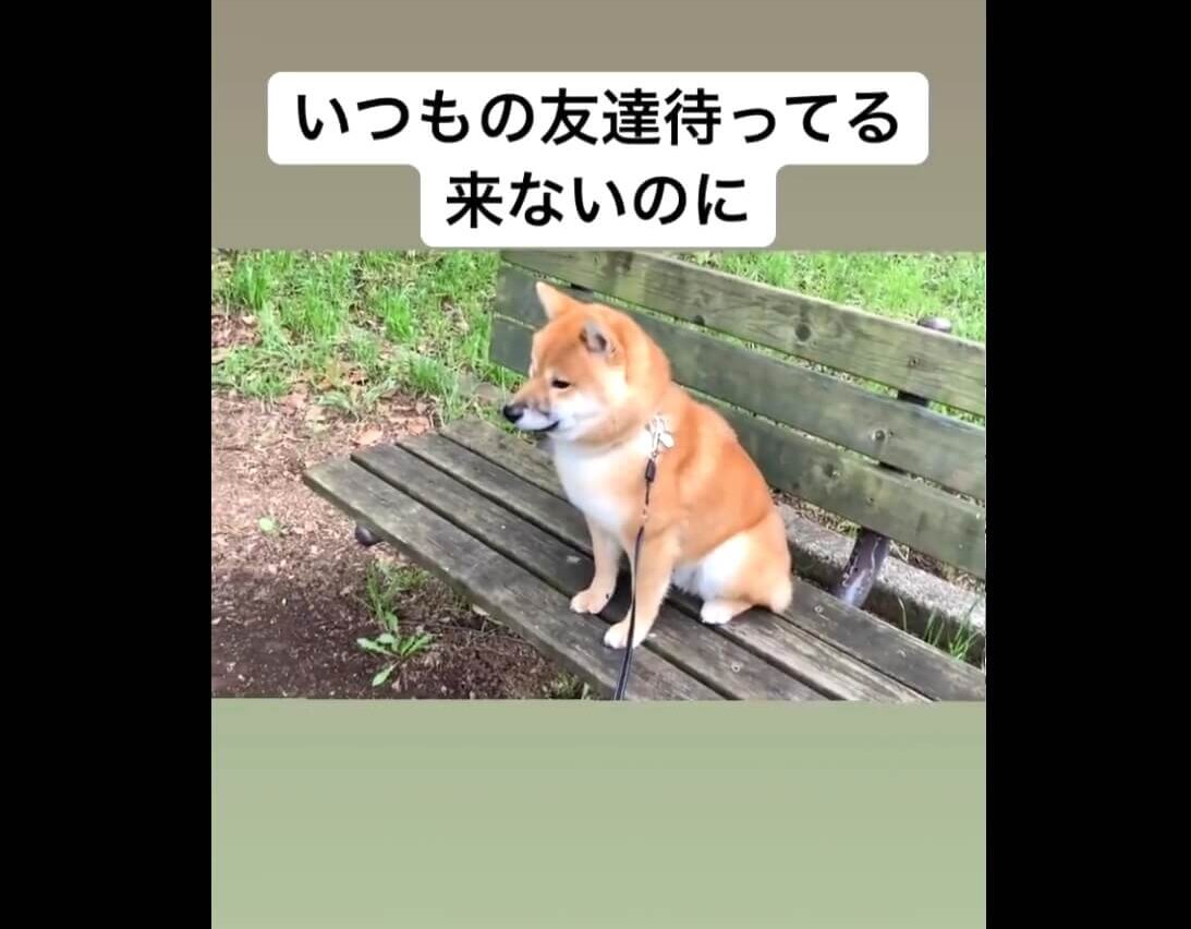 柴犬,動画