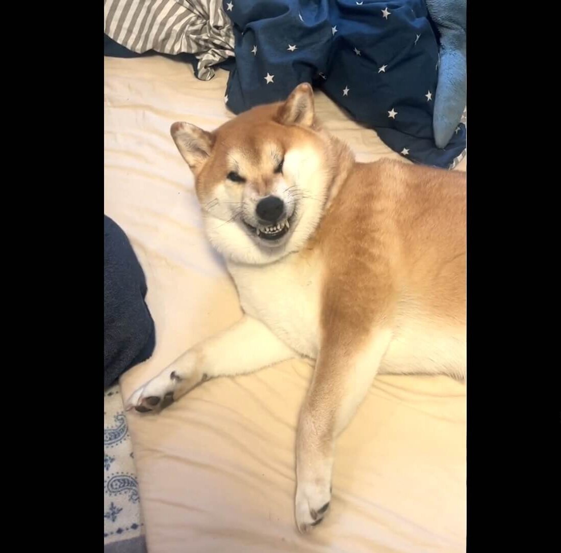 柴犬,動画