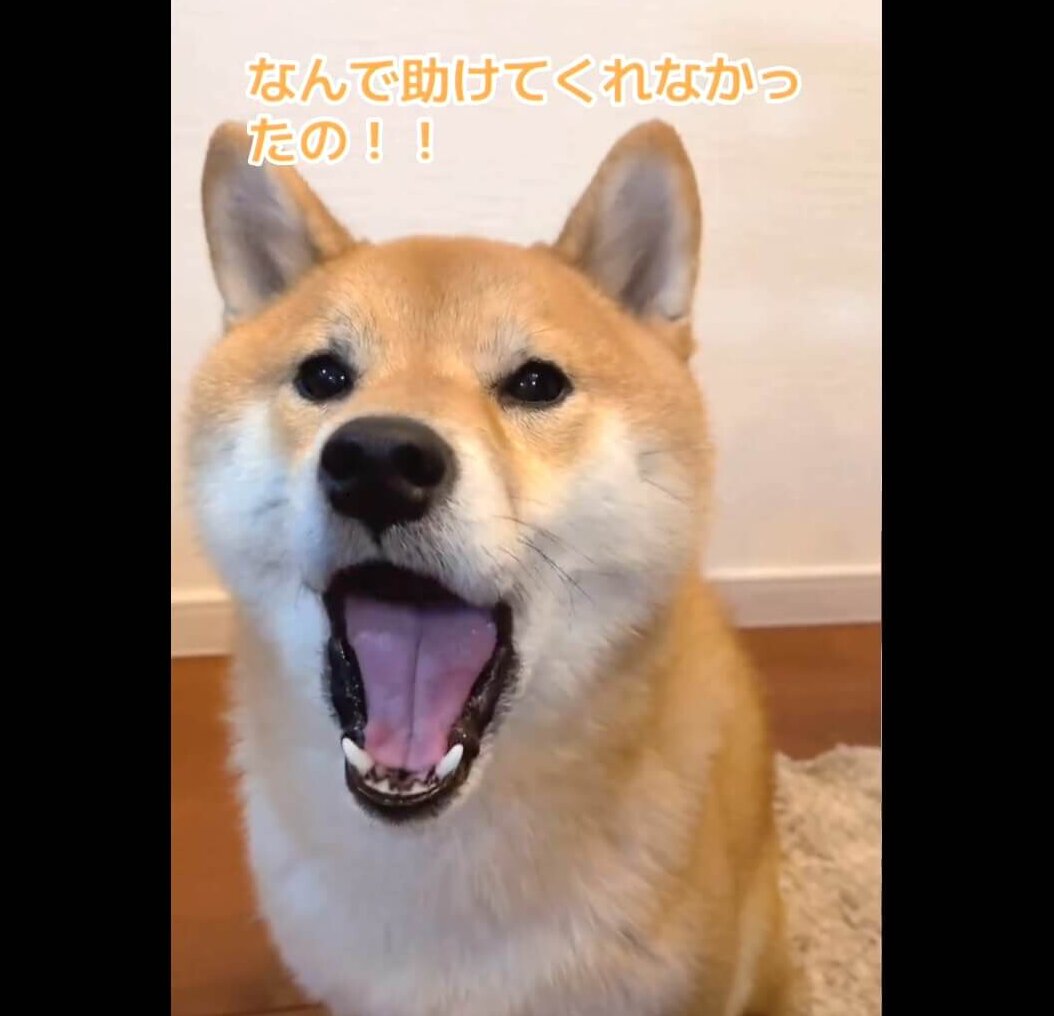 柴犬,動画