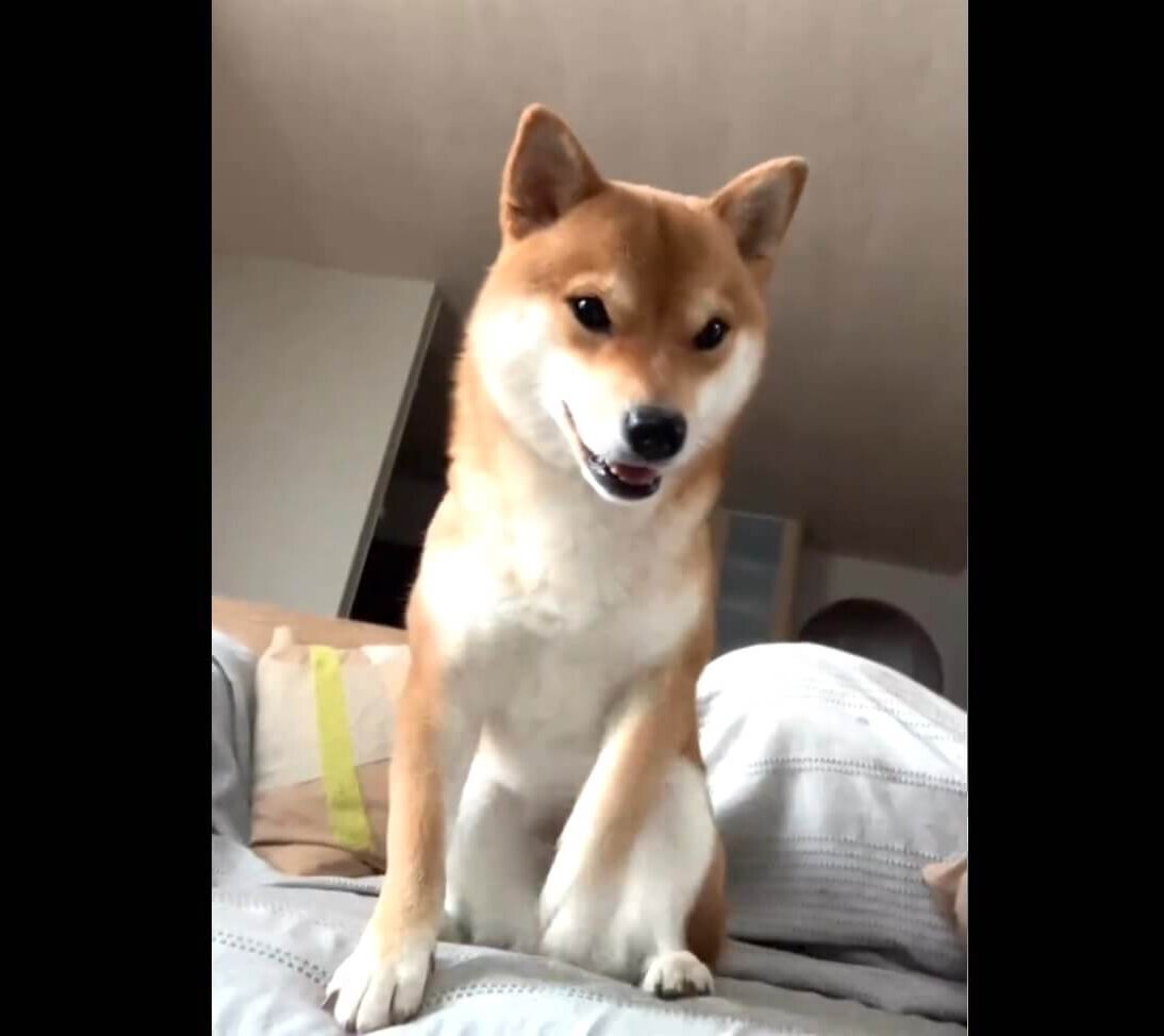 柴犬,動画