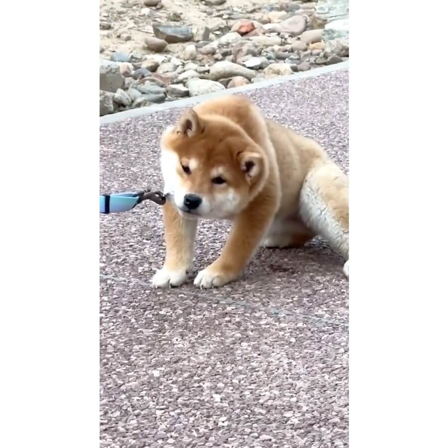 柴犬,動画