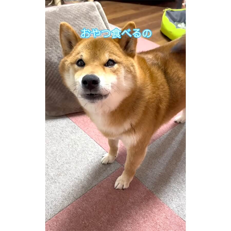 柴犬,動画