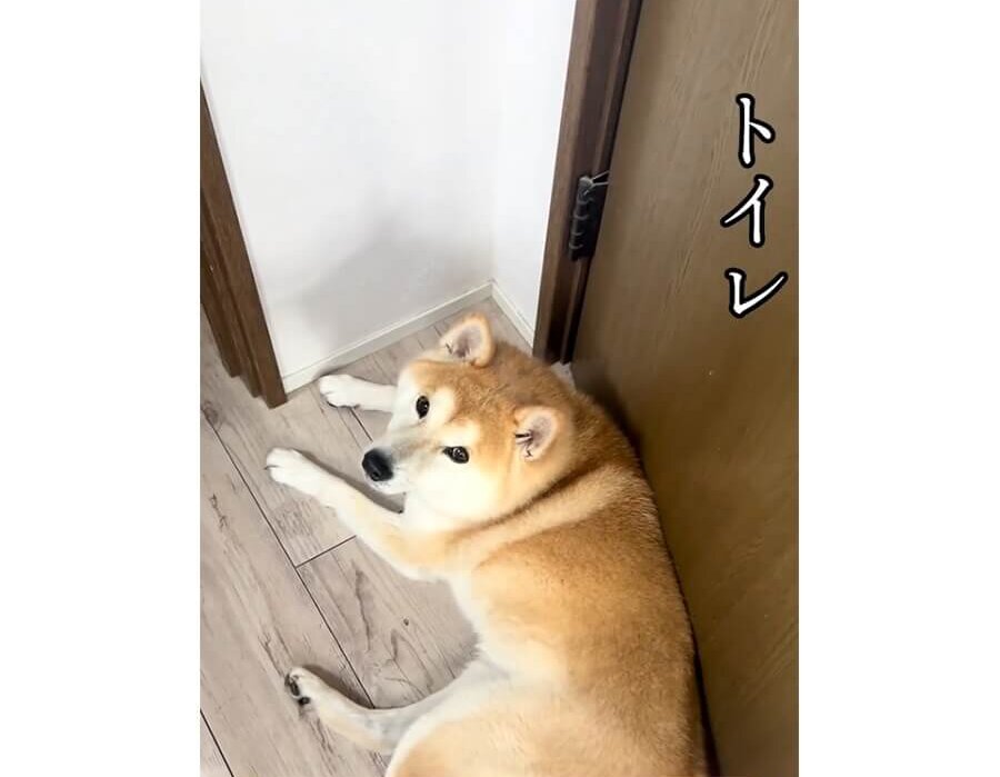 柴犬,動画