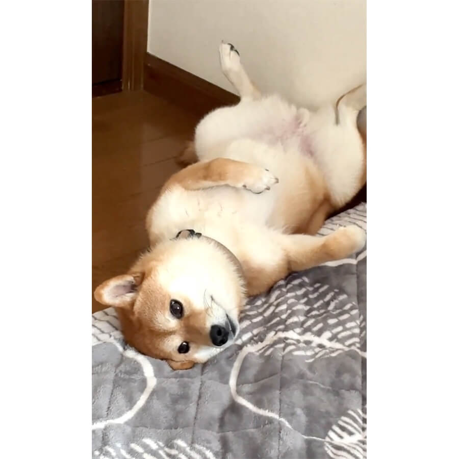 柴犬,動画