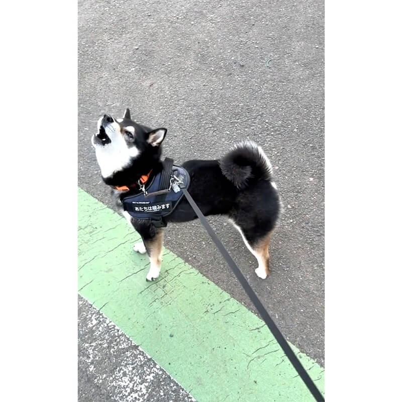 柴犬,動画