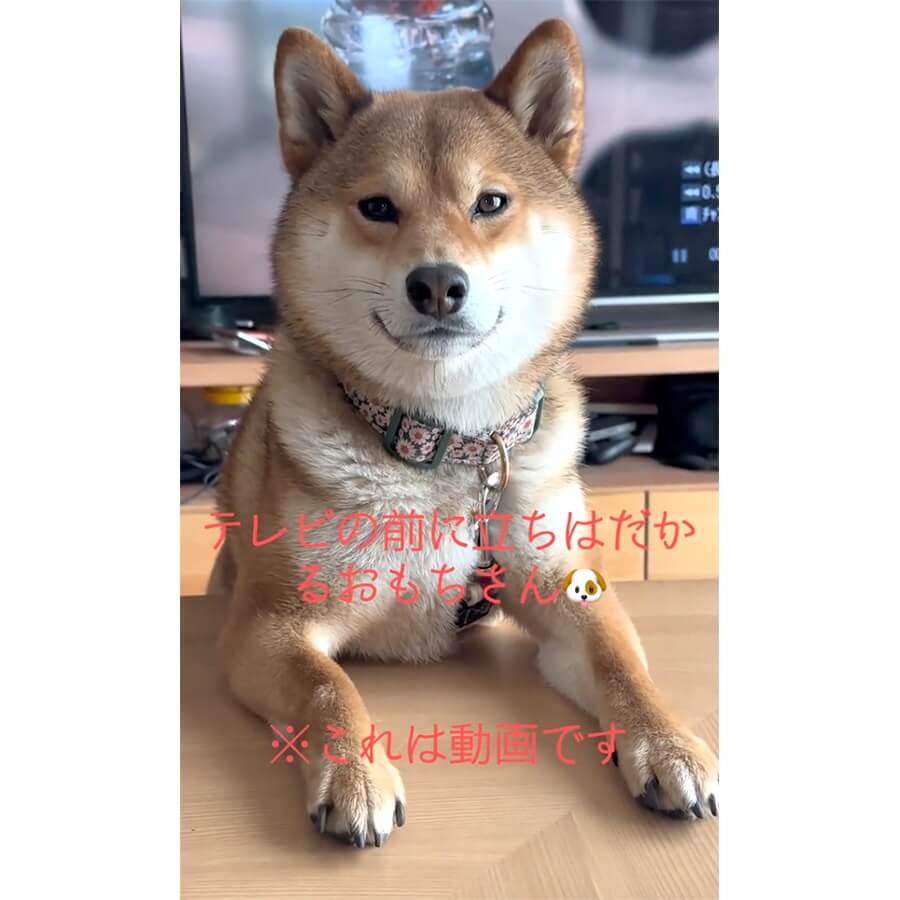 柴犬,動画