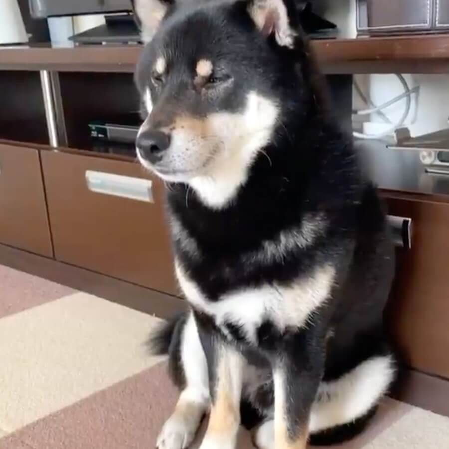 柴犬,動画