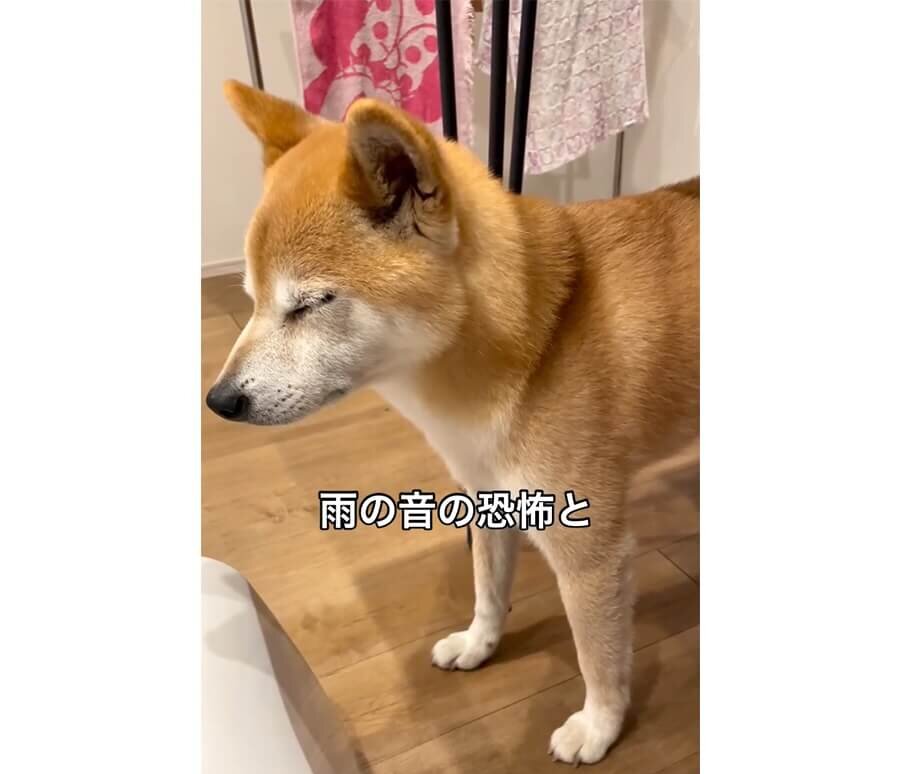 柴犬,動画
