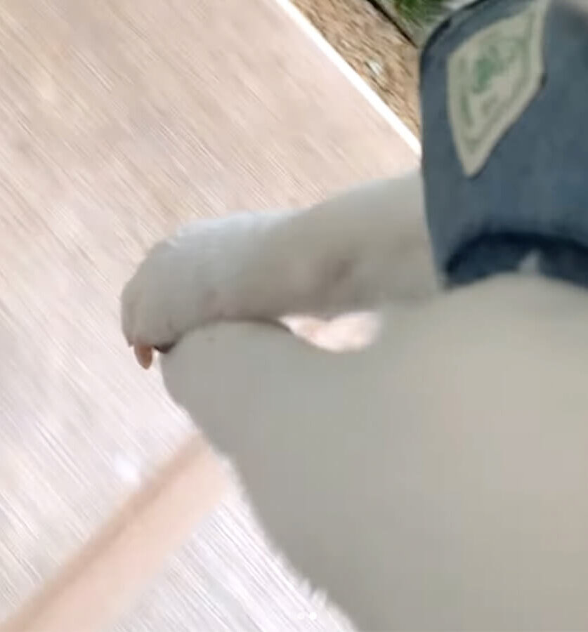 柴犬,動画