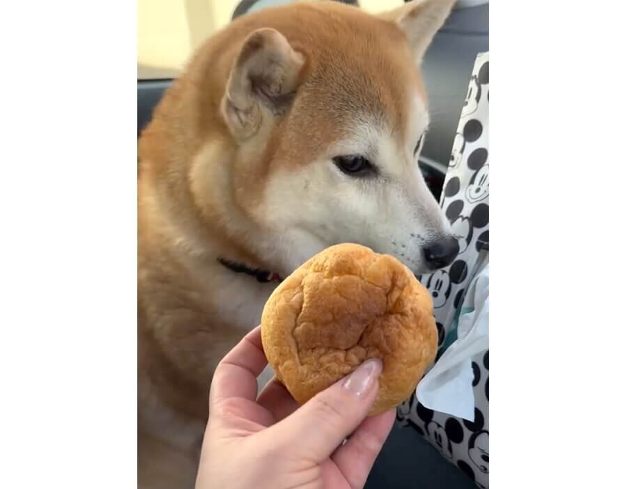 柴犬,動画