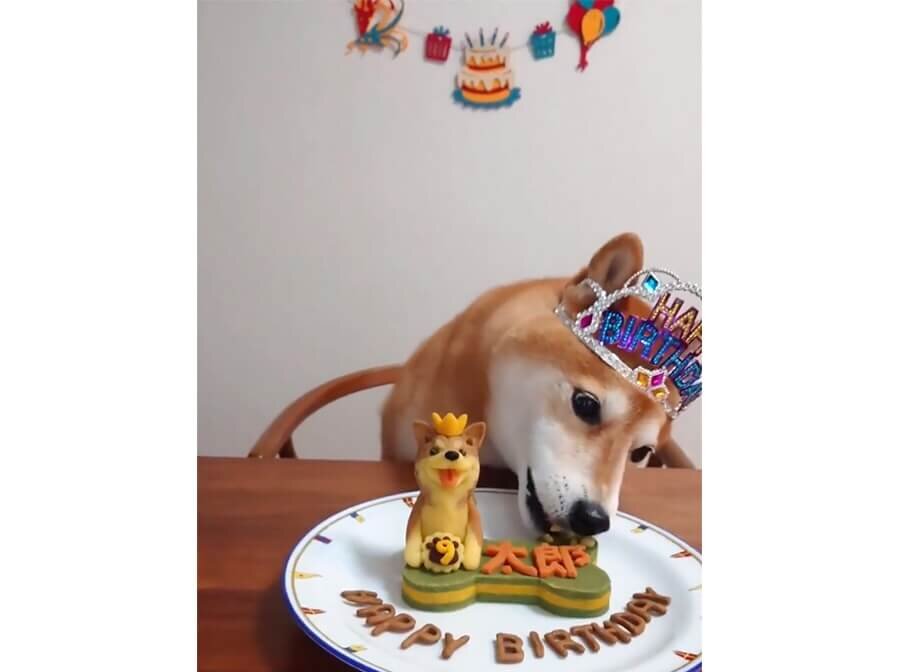 柴犬,動画
