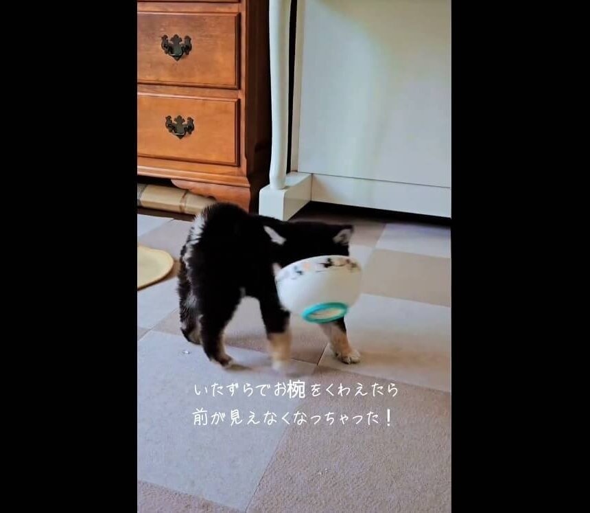 柴犬,動画