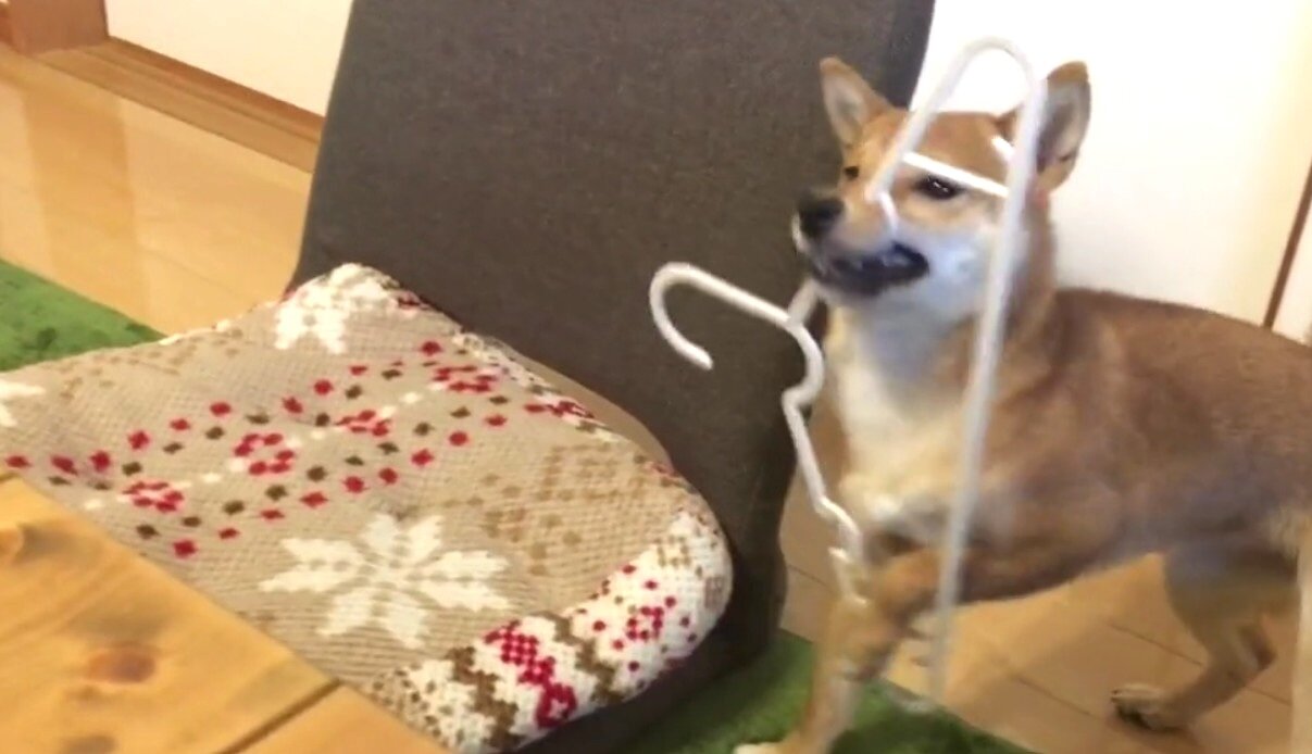 柴犬,動画