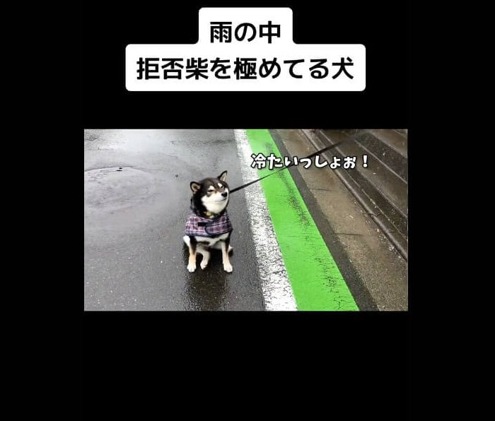 柴犬,動画