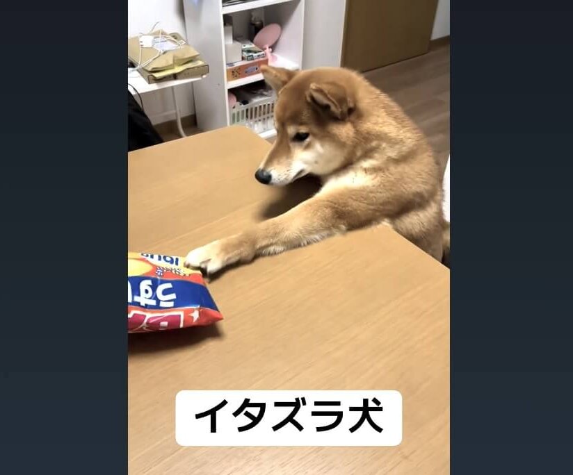 柴犬,動画