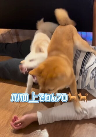 柴犬,動画