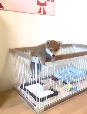 柴犬,動画