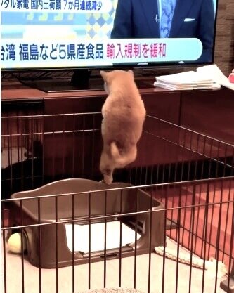 柴犬,動画