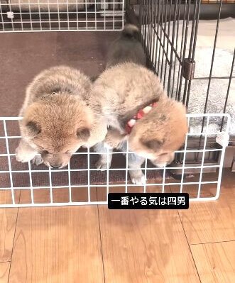 柴犬,動画