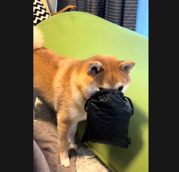 柴犬,動画