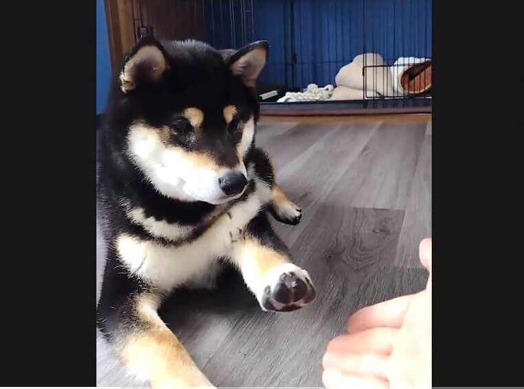 柴犬,動画