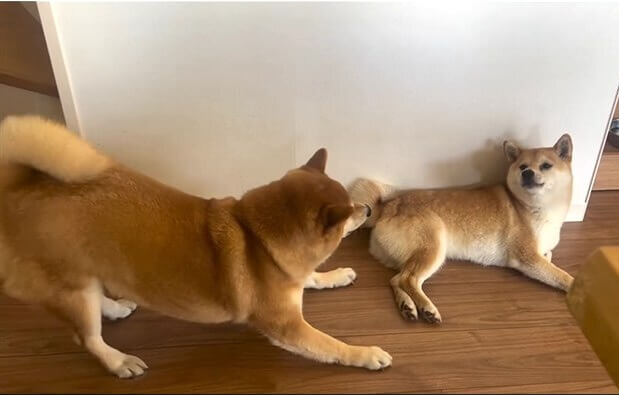 柴犬,動画