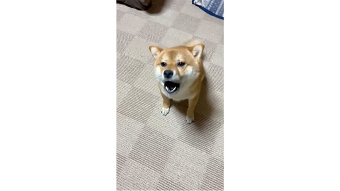 柴犬,動画