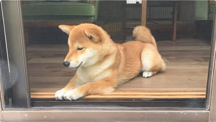柴犬,動画