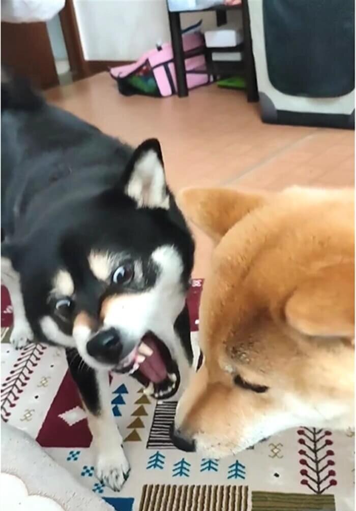 柴犬,動画