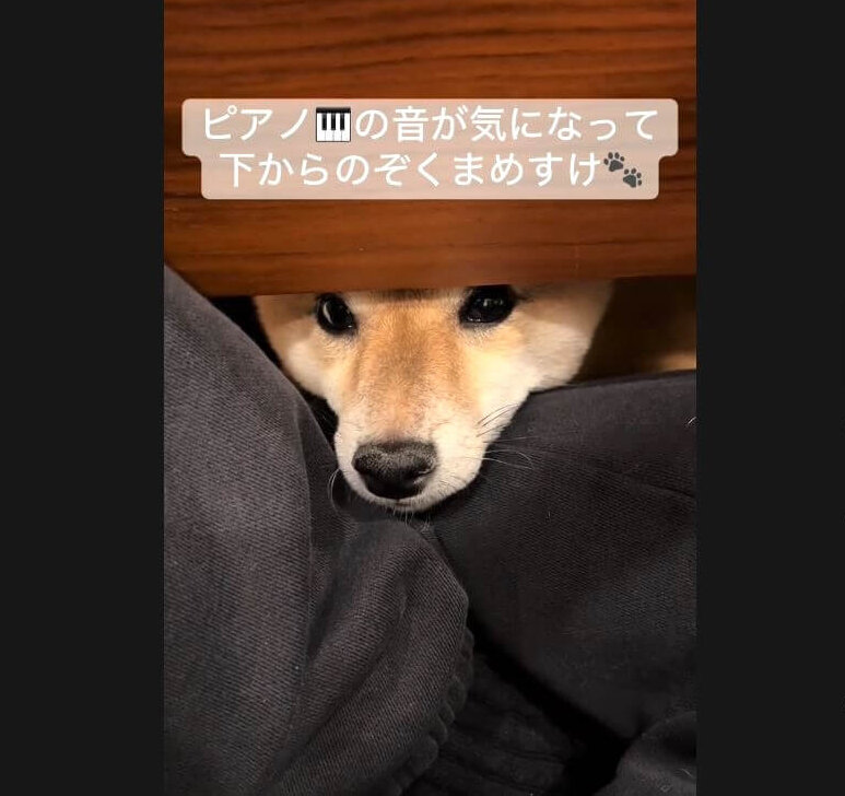 柴犬,動画