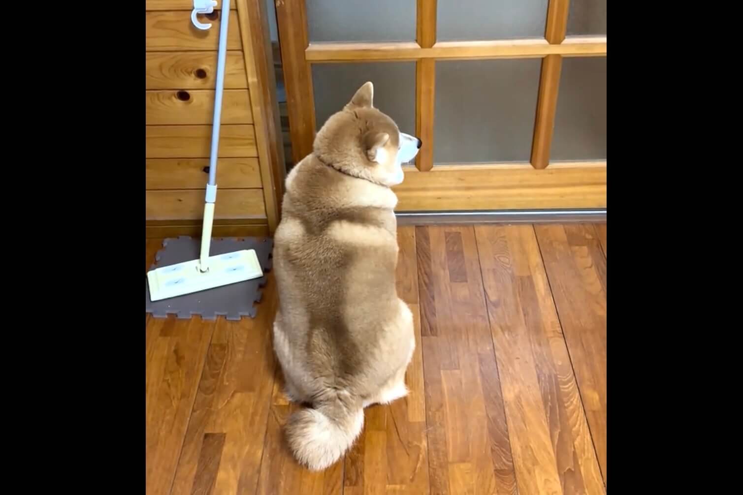 柴犬,動画