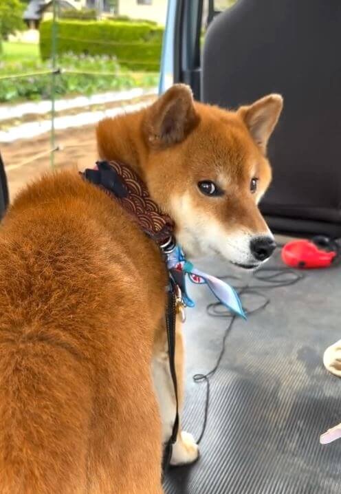 柴犬,動画