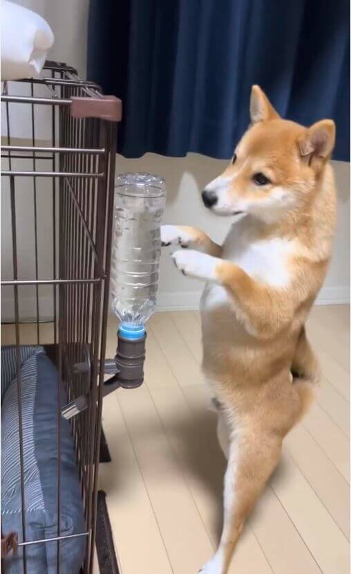 柴犬,動画