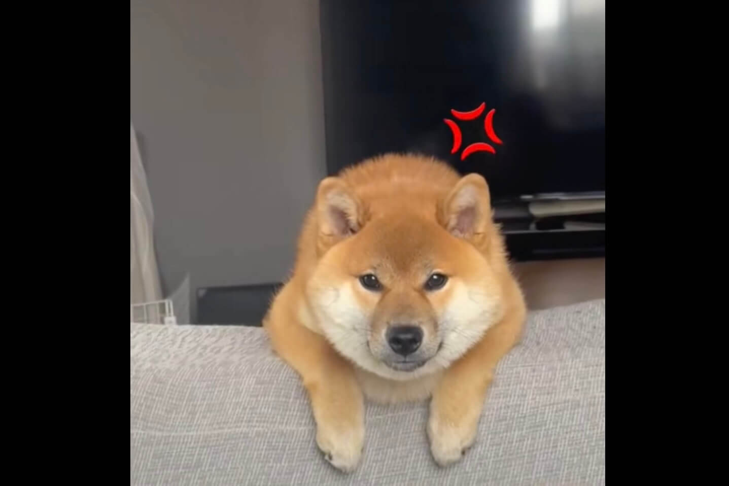 柴犬,動画