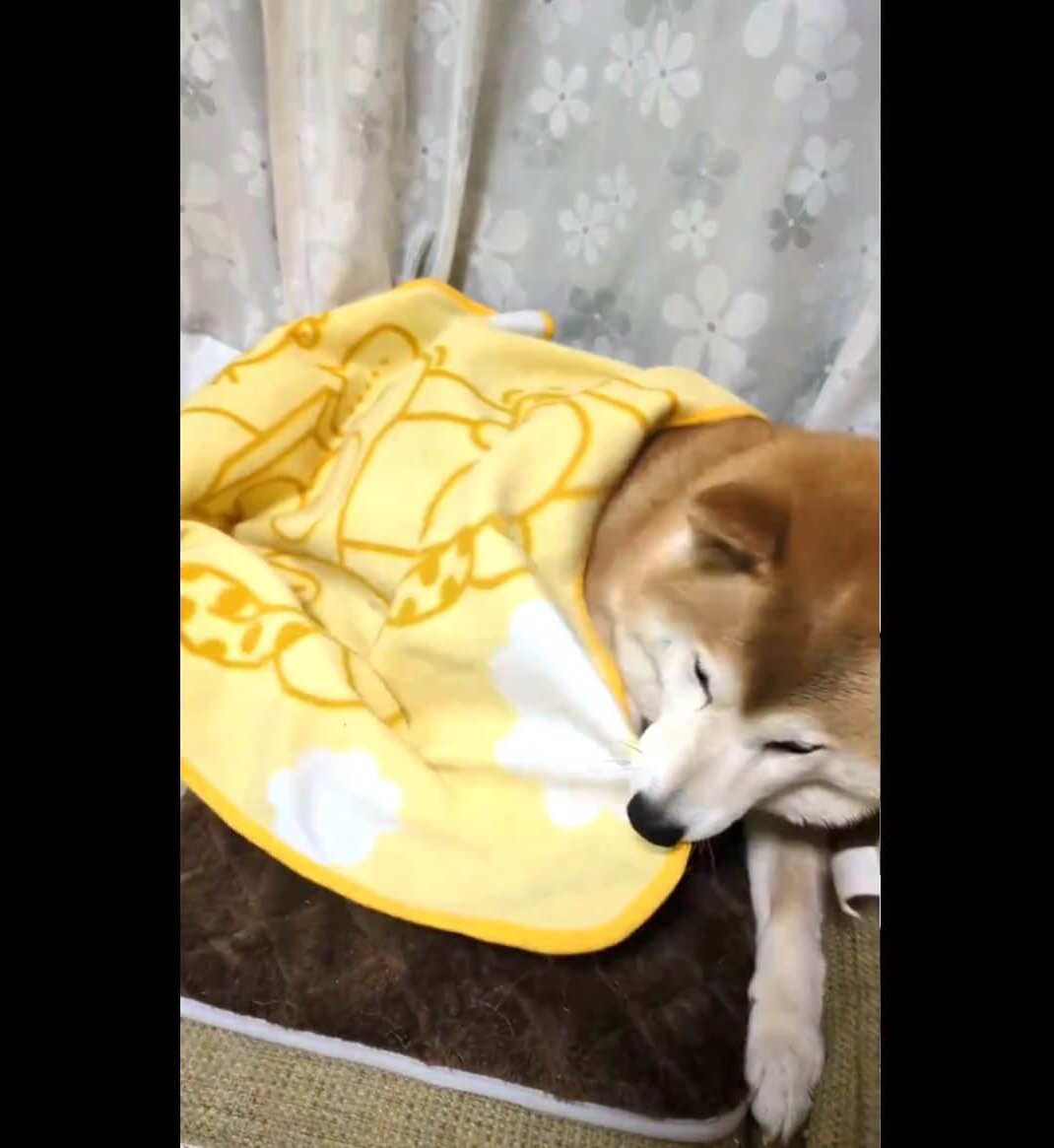 柴犬,動画