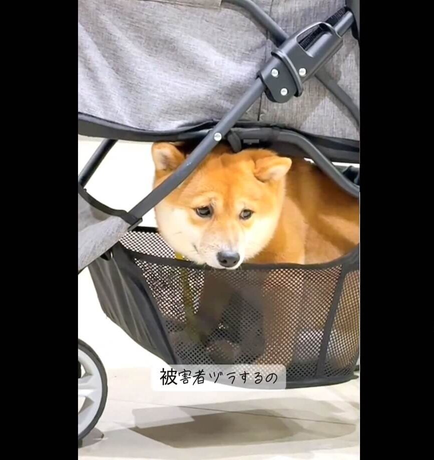 柴犬,動画