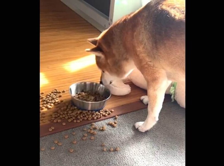 柴犬,動画