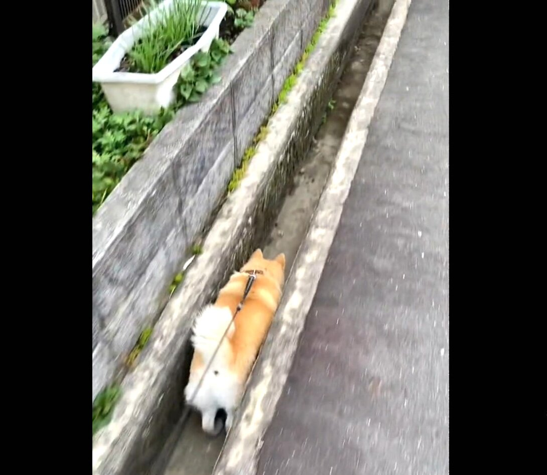 柴犬,動画