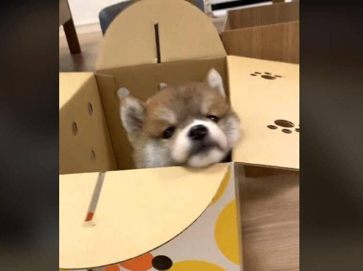 柴犬,動画