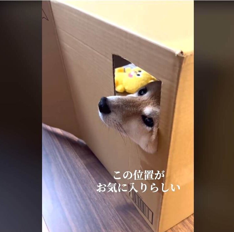 柴犬,動画