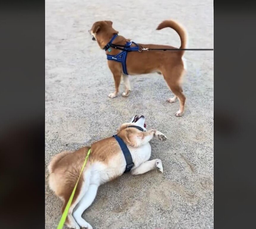 柴犬,動画