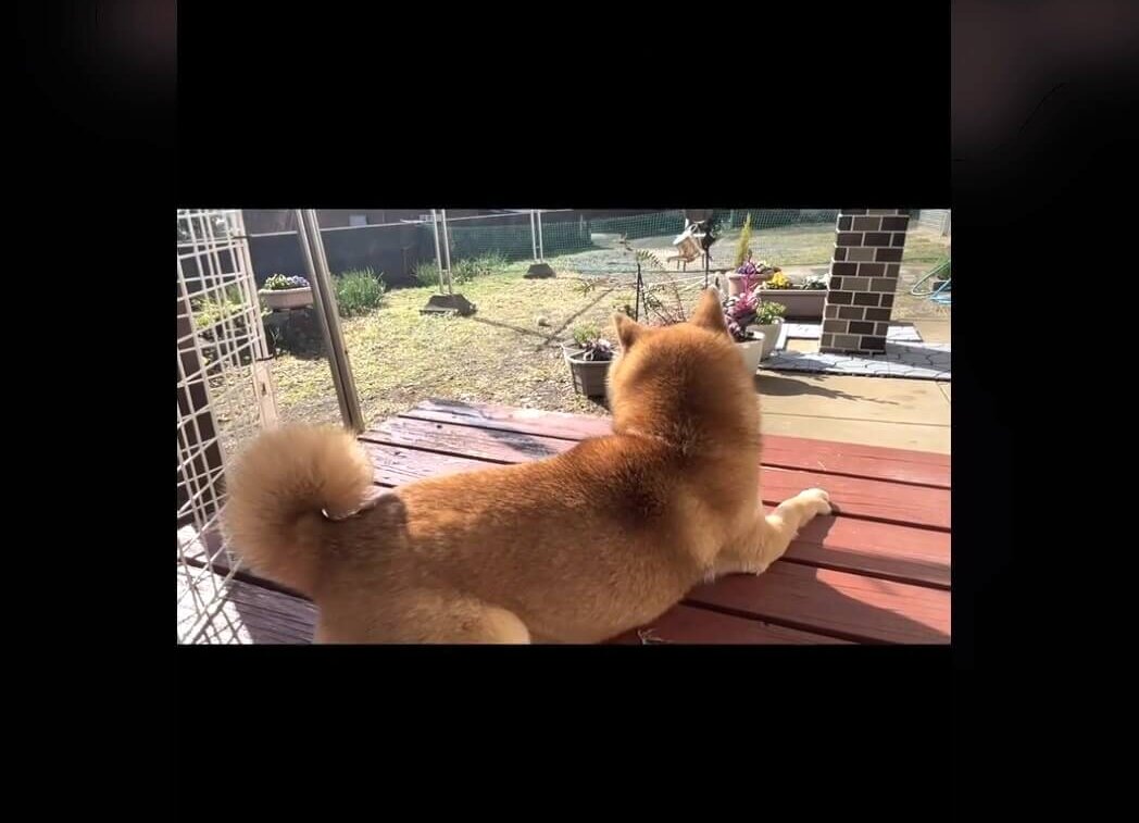 柴犬,動画