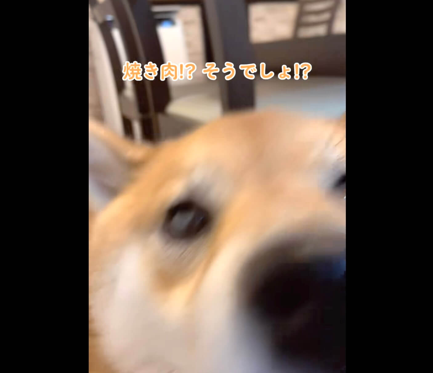 柴犬,動画