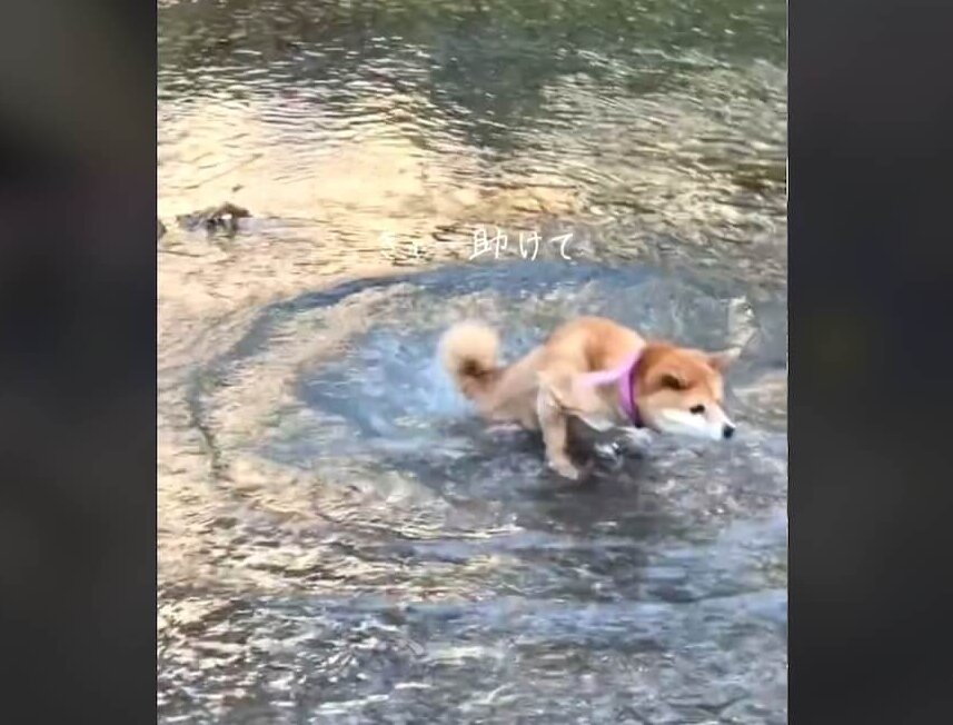 柴犬,動画