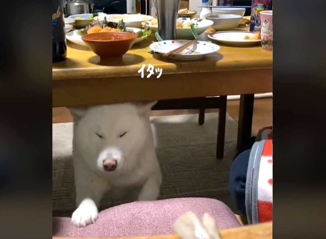 柴犬,動画