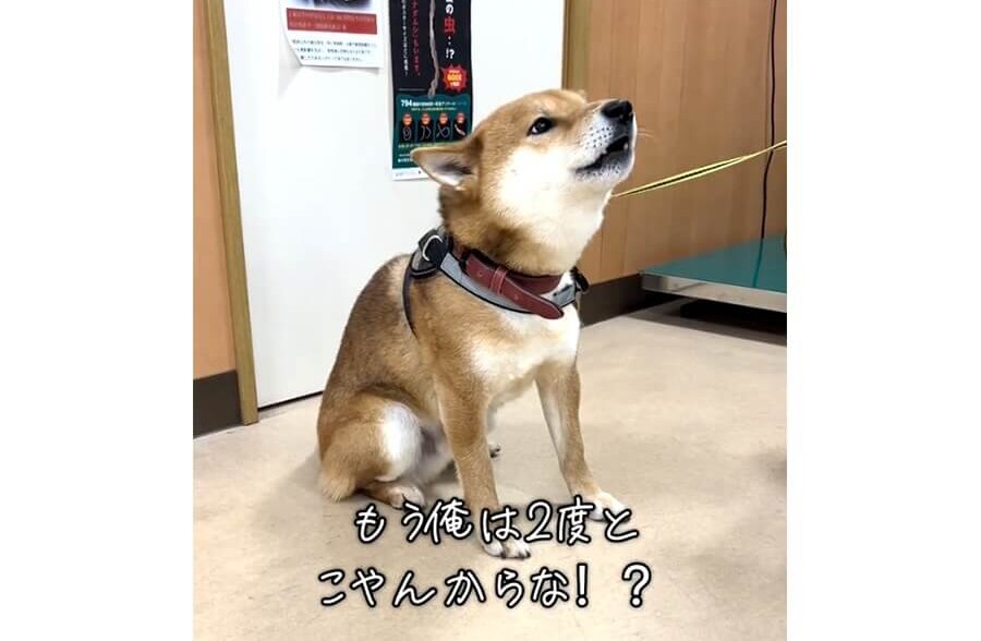 柴犬,動画